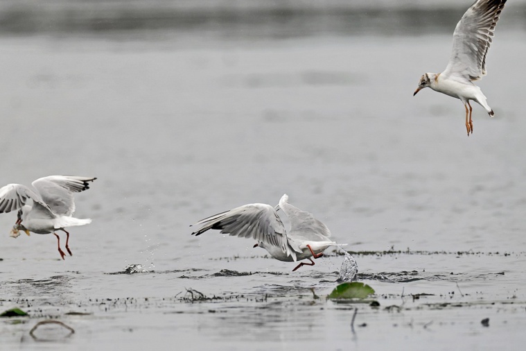 Illustration @ Pixabay Illustration @ Pixabay