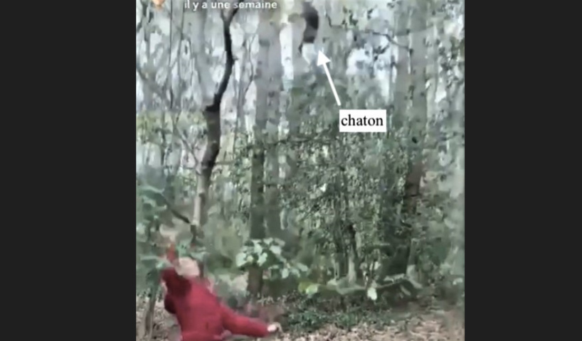 L'adolescent prend un certain plaisir à jeter le chaton - Photo © Association Stpéhane Lamart L'adolescent prend un certain plaisir à jeter le chaton - Photo © Association Stpéhane Lamart