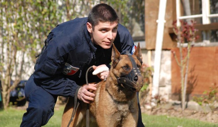 Les chiens policiers sont dressés pour neutraliser, sans le blesser, un agresseur (Photo d'illustration Préfecture de police)