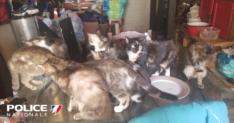 Les 14 chats vivaient depuis deux mois dans des conditions déplorables et sans nourriture dans un logement de Notre-Dame-de-Bondeville - Photo publiée par la police sur son compte Twitter