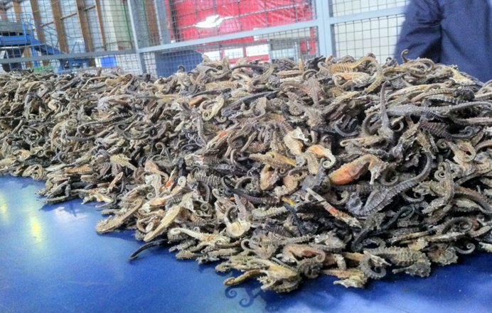 Près de 19 000 hippocampes saisis par les douaniers à Roissy : leur valeur est estimée à près de 200 000 euros (Photo Douane française)