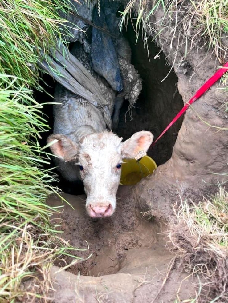 L’animal de 300 kg s’est retrouvé prisonnier dans une cavité ce mardi matin - Photo @ Sdis76