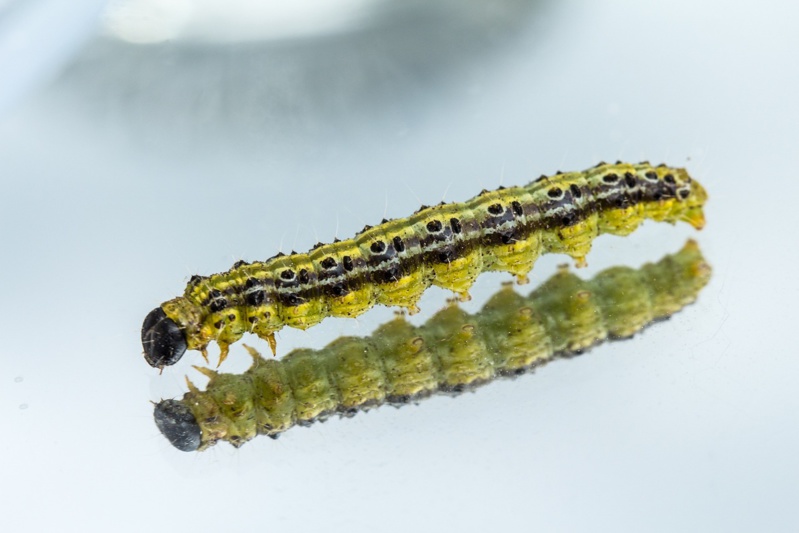 La chenille appelée la pyrale du buis est un insecte ravageur du buis - - Illustration © Pixabay La chenille appelée la pyrale du buis est un insecte ravageur du buis - - Illustration © Pixabay