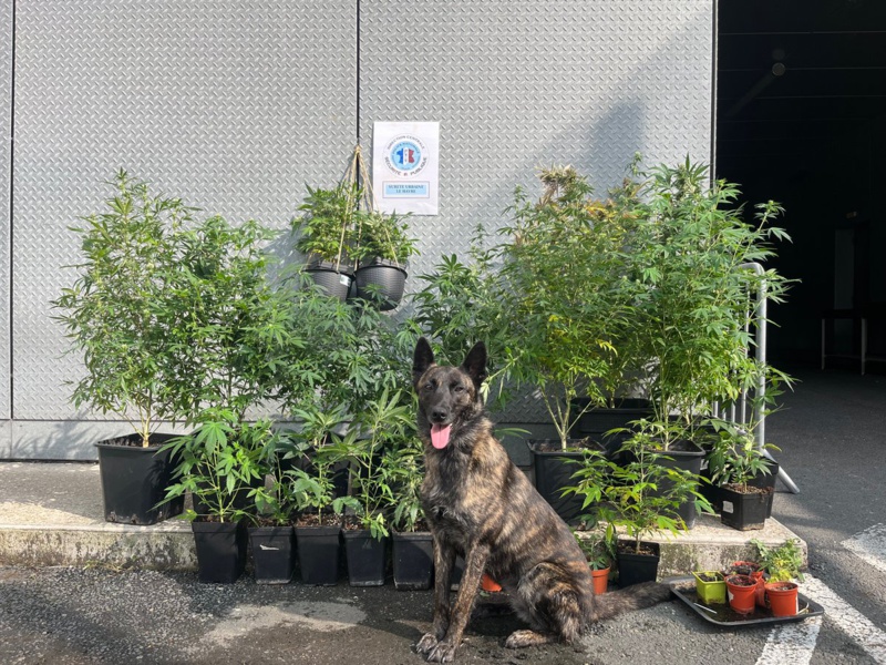 Les policiers havrais avaient eu vent d’un trafic de stupéfiants dans cet immeuble - Photo @ DDSP76 Les policiers havrais avaient eu vent d’un trafic de stupéfiants dans cet immeuble - Photo @ DDSP76