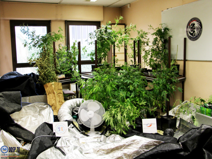 Les policiers ont saisi dans l'appartement des plants de cannabis et toute l matériel nécessaire à leur culture (Photo @DDSP78)
