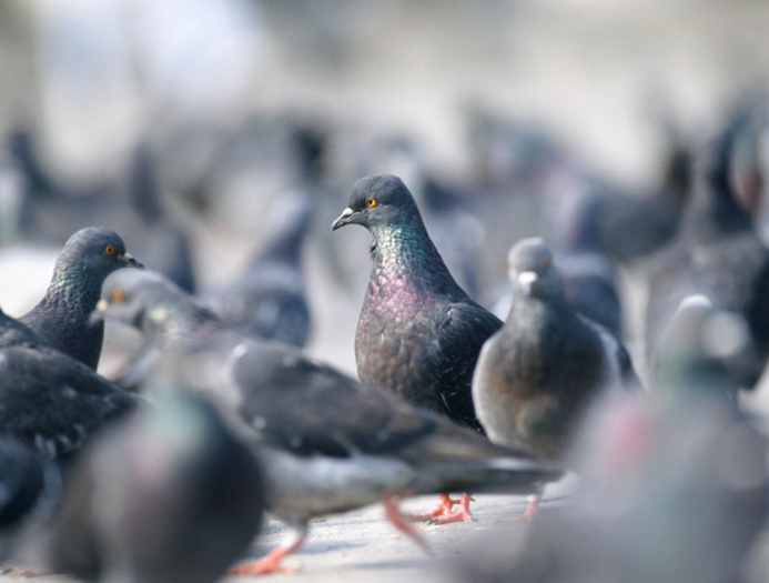 Les cadavres d'au moins cinq pigeons ont été retrouvés par les policiers (Photo d'illustration) Les cadavres d'au moins cinq pigeons ont été retrouvés par les policiers (Photo d'illustration)
