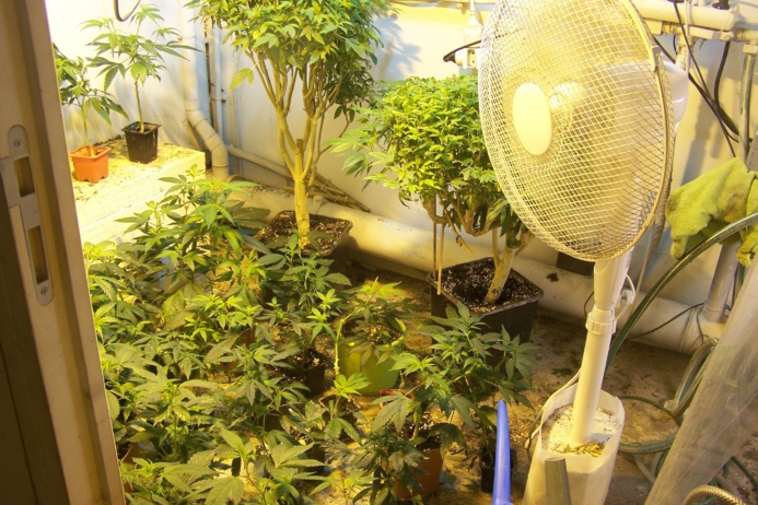 Quelque 200 pieds de cannabis ont été découverts dans une pièce de l'habitation  spécialement équipée pour la culture  (Photo @DR)