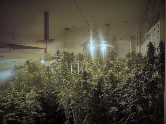 400 pieds de cannabis découverts dans un pavillon à Harfleur : trois interpellations