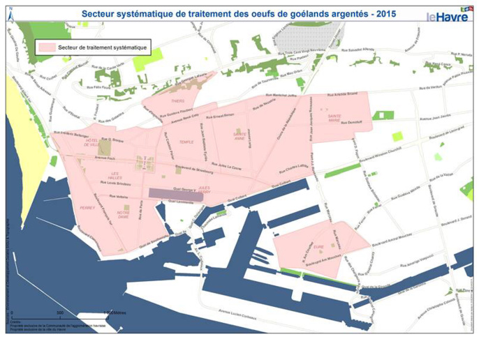 Au Havre, la chasse aux nuisances sonores passe par la stérilisation des œufs de goélands Au Havre, la chasse aux nuisances sonores passe par la stérilisation des œufs de goélands
