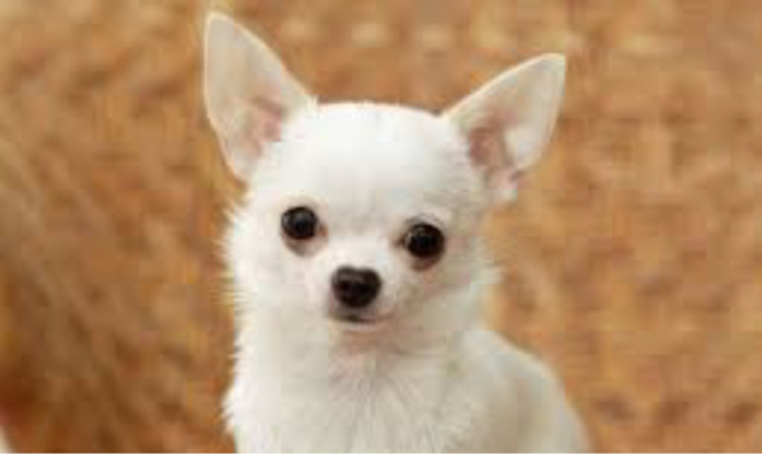 Seine-Maritime : les voleurs d'un chihuahua dans une jardinerie près de Rouen activement recherchés Seine-Maritime : les voleurs d'un chihuahua dans une jardinerie près de Rouen activement recherchés