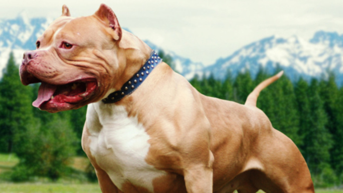 Achères : un enfant de 9 ans mordu par un pitbull sur la fête foraine Achères : un enfant de 9 ans mordu par un pitbull sur la fête foraine