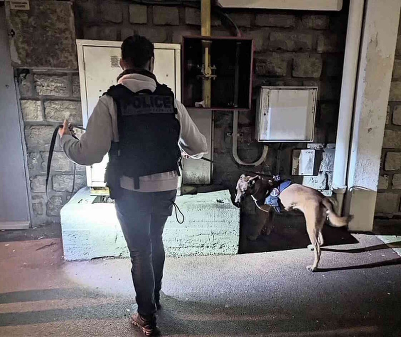 Trois chiens anti-drogue ont participé à l'opération "place nette" - Photo © DIPN/X