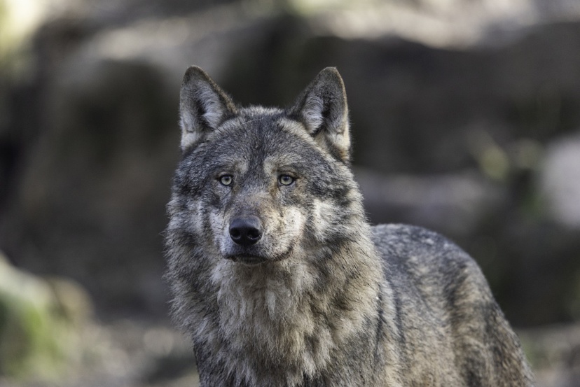 Un loup mâle qui présente un profil génétique de loup d’Europe centrale et de l’Est, indique la préfecture - Illustration @ Pixabay