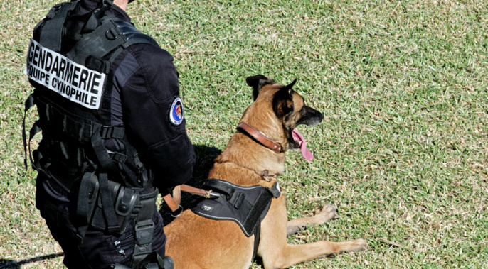 Les gendarmes ont mobilisé leur chien pisteur (Illustration) Les gendarmes ont mobilisé leur chien pisteur (Illustration)