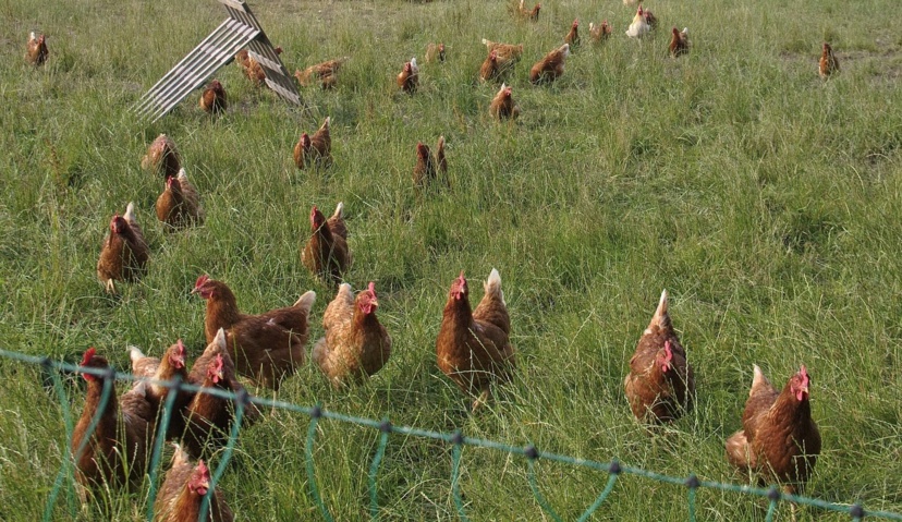 Les poulets ont pris la poudre d’escampette - illustration @ Pixabay Les poulets ont pris la poudre d’escampette - illustration @ Pixabay