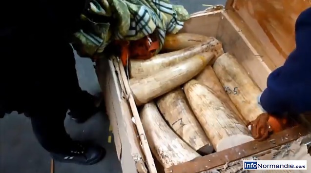 L'ivoire était dissimulée dans une caisse  (@Photo extraite de la vidéo de la douane)