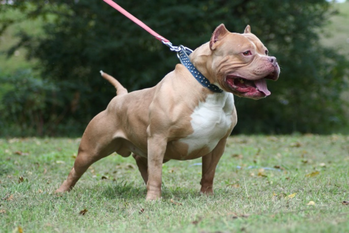 Photo d'illustration d'un chien pitbull-dog Photo d'illustration d'un chien pitbull-dog