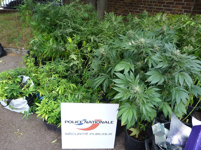 108 plants de cannabis ont été saisis dans la cave de deux rouennais qui en faisaient la culture (photo@DDSP)