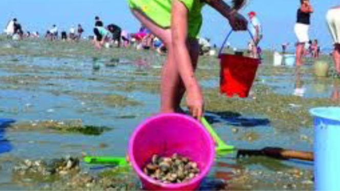 Le ramassage des coquillages interdit en Seine-Maritime entre le cap d'Antifer et Veulettes