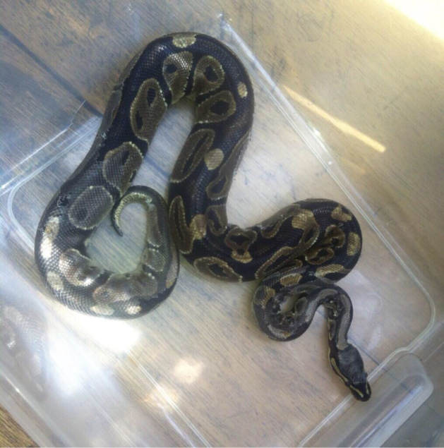 A Darnétal, près de Rouen, le python disparu s'était réfugié dans une enceinte musicale A Darnétal, près de Rouen, le python disparu s'était réfugié dans une enceinte musicale