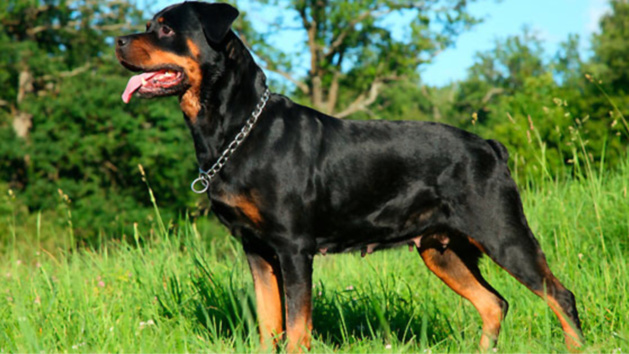 Un enfant mordu par un rottweiler échappé de son enclos à Saint-Aubin-Epinay Un enfant mordu par un rottweiler échappé de son enclos à Saint-Aubin-Epinay