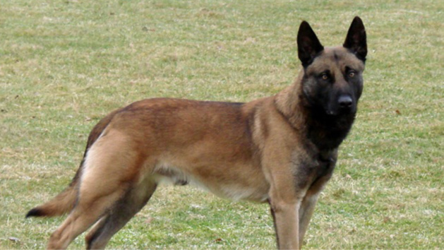 Photo d'illustration d'un berger malinois Photo d'illustration d'un berger malinois