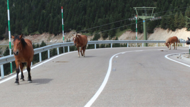 Illustration. Illustration.