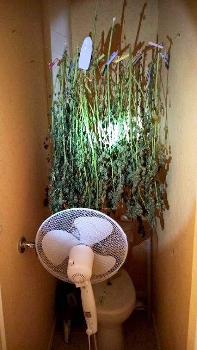 Une partie des 28 plants de cannabis étaient en cours de séchage dans les WC (Photo @DR)