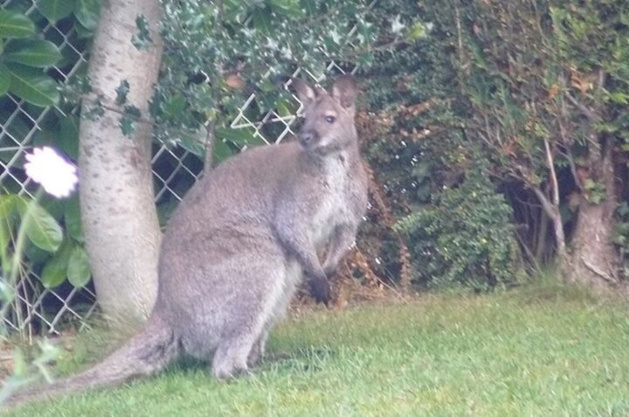 Le kangourou allait de jardin en jardin, lorsqu'il a été repéré ce matin à Envermeu (Photo @Gendarmerie/Facebook)