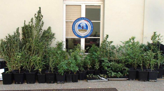 Les plants de cannabis ont été saisis (Photo @DDSP78) Les plants de cannabis ont été saisis (Photo @DDSP78)