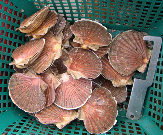 Appel à la vigilance à l'occasion de l'ouverture de la pêche à la coquille saint-jacques Appel à la vigilance à l'occasion de l'ouverture de la pêche à la coquille saint-jacques