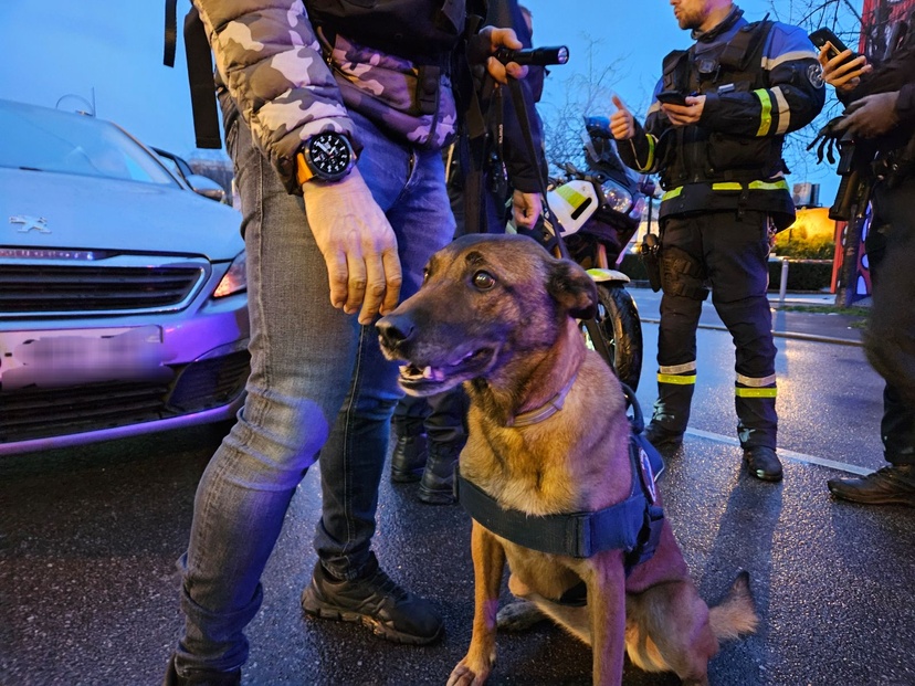 Deux chiens spécialisés dans la recherche de stupéfiants ont participé aux deux opérations Deux chiens spécialisés dans la recherche de stupéfiants ont participé aux deux opérations