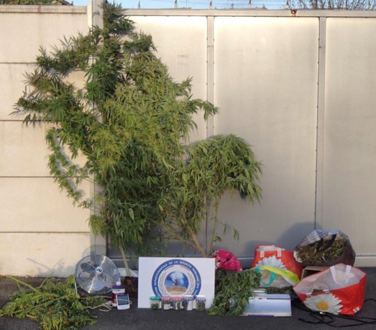 Les stupéfiants ont été saisis et seront détruits dans les prochains jours (Photo @DDSP78)