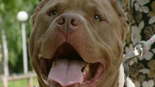 Photo d'illustration d'un American staff Photo d'illustration d'un American staff