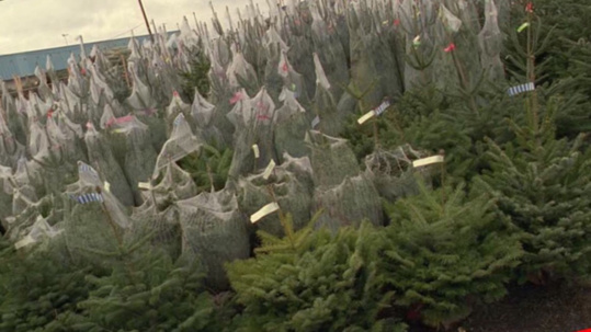 Seine -Maritime : une cinquantaine de sapins dérobés au centre médico-social d'Yvetot Seine -Maritime : une cinquantaine de sapins dérobés au centre médico-social d'Yvetot