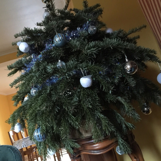 Au Havre, les sapins de Noël finissent en compost Au Havre, les sapins de Noël finissent en compost