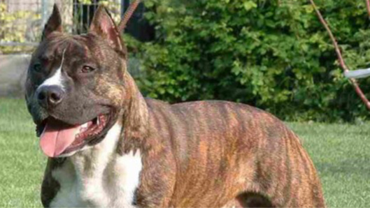 Illustration. Illustration.