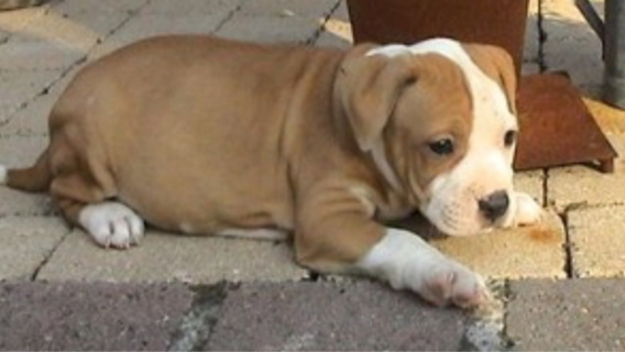 Le chiot âgé de trois mois a été confié au refuge de la SNPA (Illustration) Le chiot âgé de trois mois a été confié au refuge de la SNPA (Illustration)