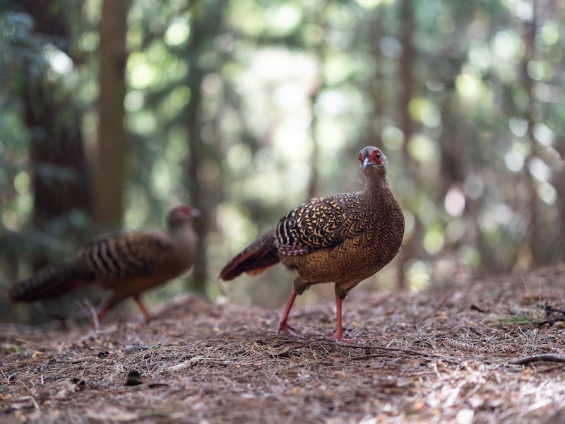Une opération de dépeuplement des faisans de l’élevage contaminé doit par ailleurs être menée dans les prochains jours - Illustration Pexels / Marek Piwnicki