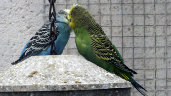 Rouen : qui en veut aux oiseaux du Jardin des plantes, aspergés de poudre d'extincteur ?