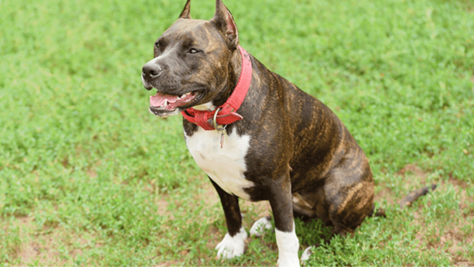 American Staff (Illustration) American Staff (Illustration)