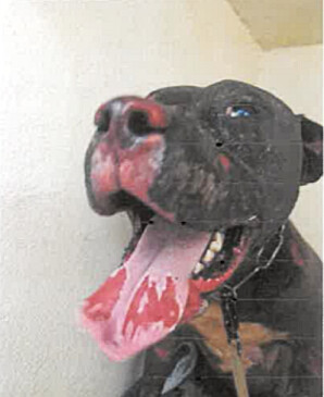 Tina a dû être euthanasiée le lendemain pour éviter d'atroces souffrances - Photo transmise par l'association Stéphane Lamart