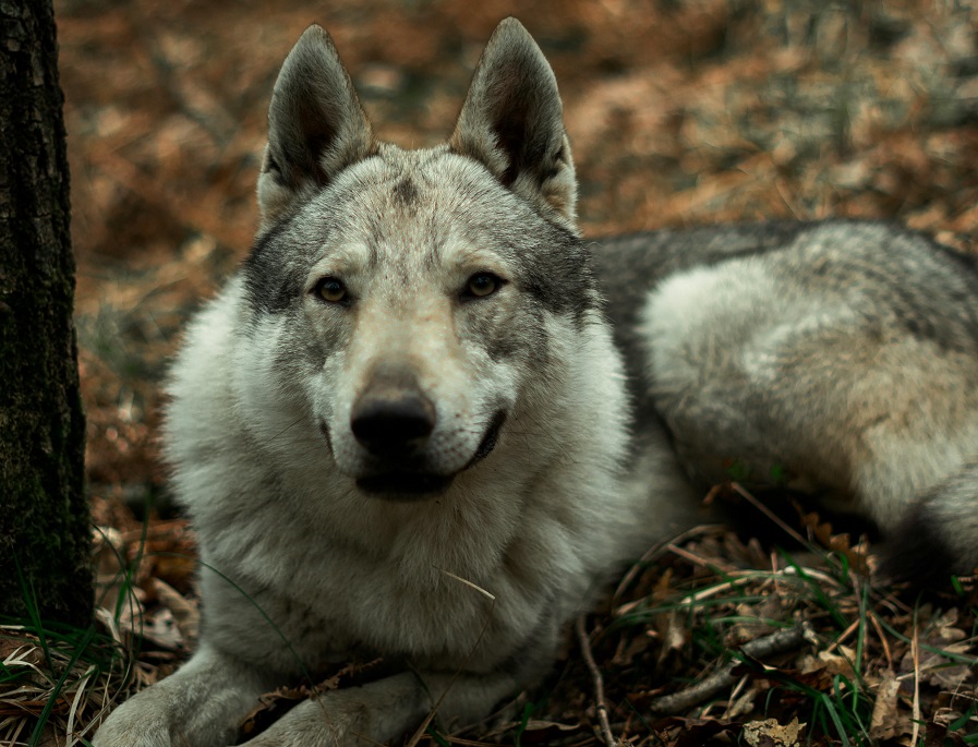 Illustration Pexels/Sadullah Akkoyun