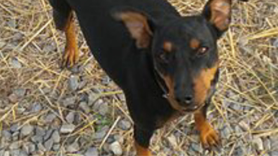 Le Pinsher nain (Illustration) Le Pinsher nain (Illustration)