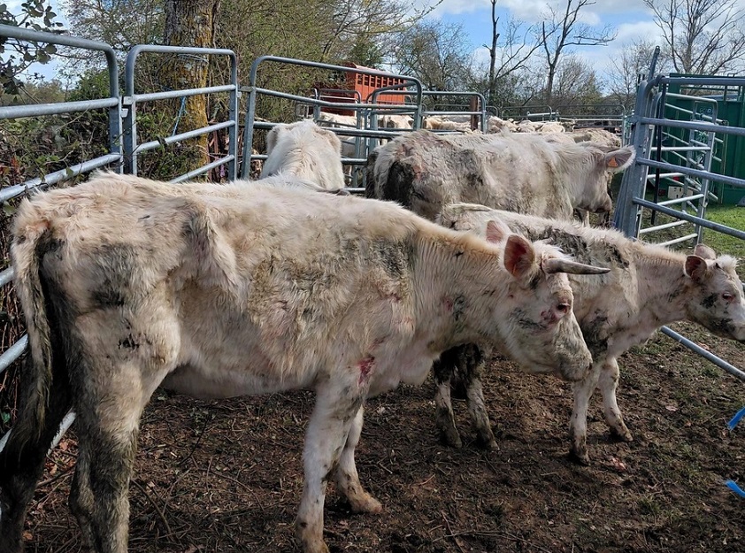 Selon l'OABA, les animaux, de race charolaise, ont été découverts dans un état préoccupant. Amaigris, présentant un important retard de croissance, ils étaient visiblement victimes de sous-alimentation chronique - Photo OABA