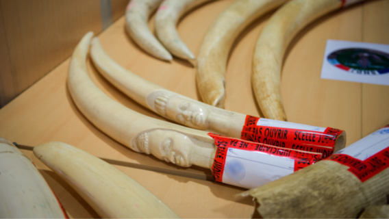 Plus de 350 kg d’ivoire saisis par la douane en Île de France : un trafic international démantelé 