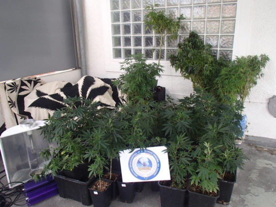 2,3 kg de cannabis et 10 000€ saisis chez deux trafiquants à Conflans-Sainte-Honorine 