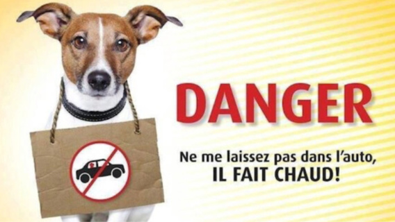 Illustration@nosamisleschiens.fr Illustration@nosamisleschiens.fr