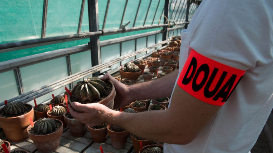 La première saisie a lieu le 23 août dernier, lorsque les agents découvrent 274 cactus dans 4 colis en provenance du Mexique et à destination de Hong-Kong (Photos@Douane française)