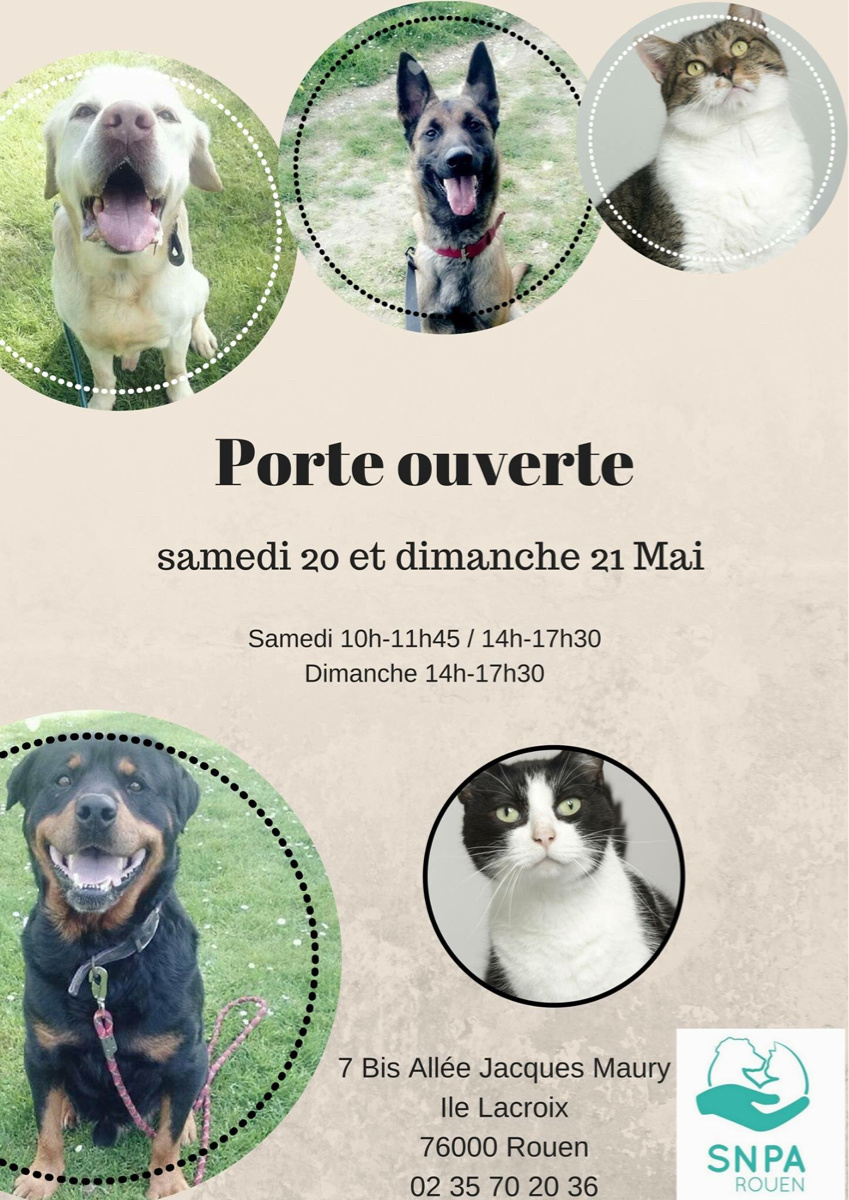 Vous voulez adopter un chat ou un chien ? Portes ouvertes ce week-end au refuge de la SNPA à Rouen 